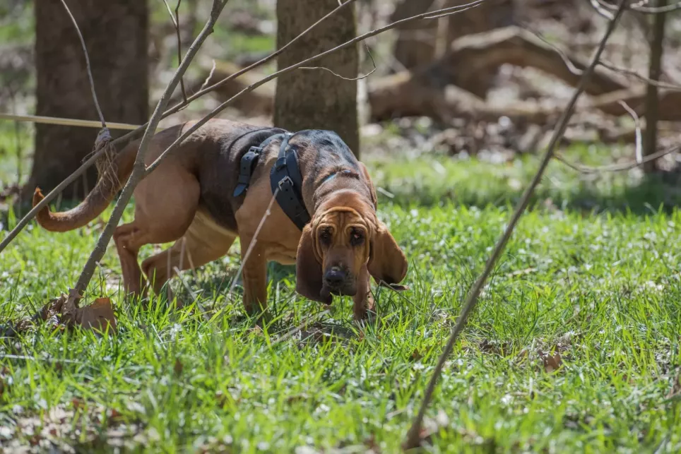 Blodhund søger i skoven